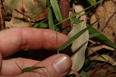 Ottochloa gracillima