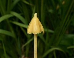 Entoloma murrayi