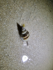 Gastropoda