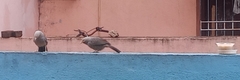 Argya affinis