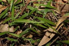 Ottochloa gracillima