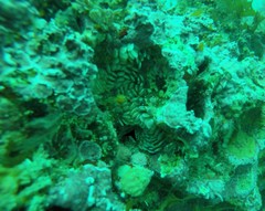 Megastraea turbanica