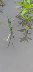 Pseudagrion pilidorsum