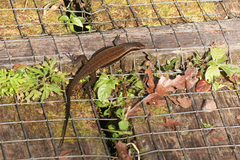 Eutropis rudis