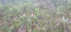 Protea speciosa