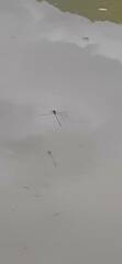 Pseudagrion pilidorsum
