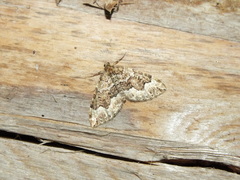 Lampropteryx suffumata