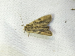 Lithophane socia
