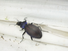Carabus schoenherri