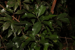 Pseudoweinmannia lachnocarpa