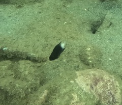 Stegastes partitus