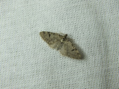 Eupithecia conterminata