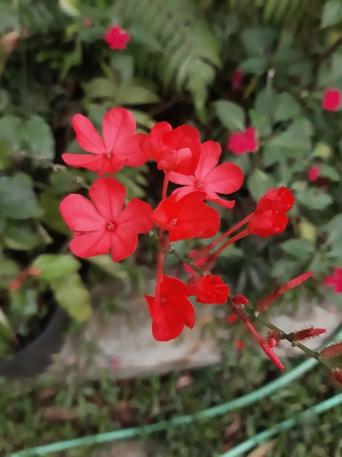 Whorled plantain (Plumbago indica)