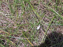 Asclepias gordon-grayae