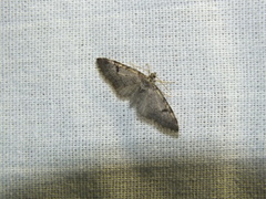 Eupithecia conterminata