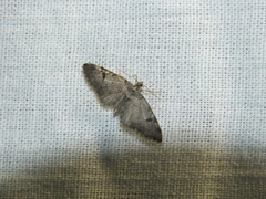 Eupithecia conterminata