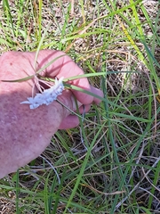 Asclepias gordon-grayae