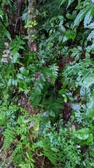 Stegnogramma wilfordii