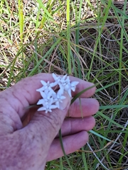 Asclepias gordon-grayae