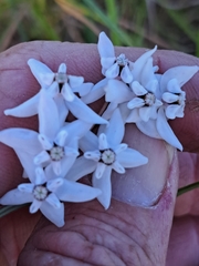 Asclepias gordon-grayae