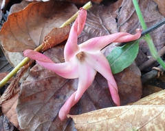 Dipterocarpus