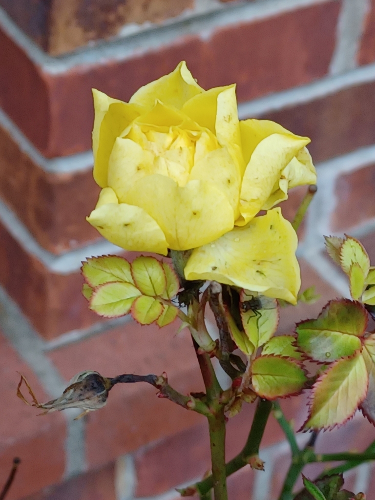 roses from Greenville, MS 38703, USA on December 10, 2022 at 0706 AM