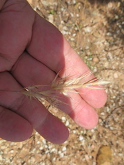 Rytidosperma setaceum