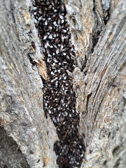 Oxycarenus lavaterae