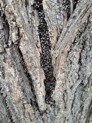 Oxycarenus lavaterae