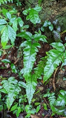 Stegnogramma wilfordii