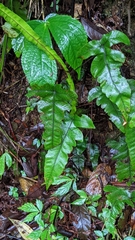 Stegnogramma wilfordii