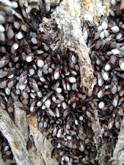 Oxycarenus lavaterae