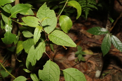 Deeringia amaranthoides