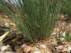 Rytidosperma setaceum