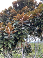 Tracheophyta
