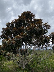 Tracheophyta