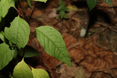Deeringia amaranthoides