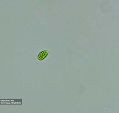 Chlamydomonadaceae