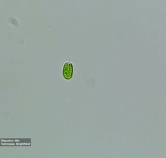 Chlamydomonadaceae
