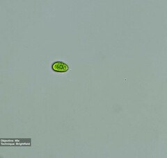 Chlamydomonadaceae