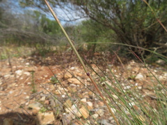 Rytidosperma setaceum