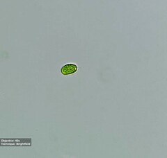 Chlamydomonadaceae