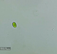 Chlamydomonadaceae