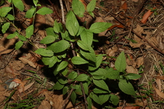 Deeringia amaranthoides
