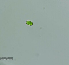 Chlamydomonadaceae