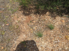 Rytidosperma setaceum