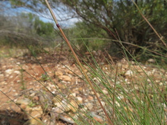 Rytidosperma setaceum