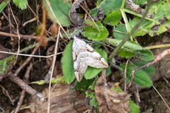 Aplocera praeformata