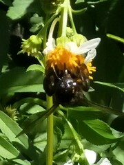 Xylocopa tranquebarorum