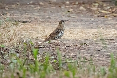 Zoothera aurea